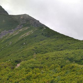 雷鳥
いないかな？