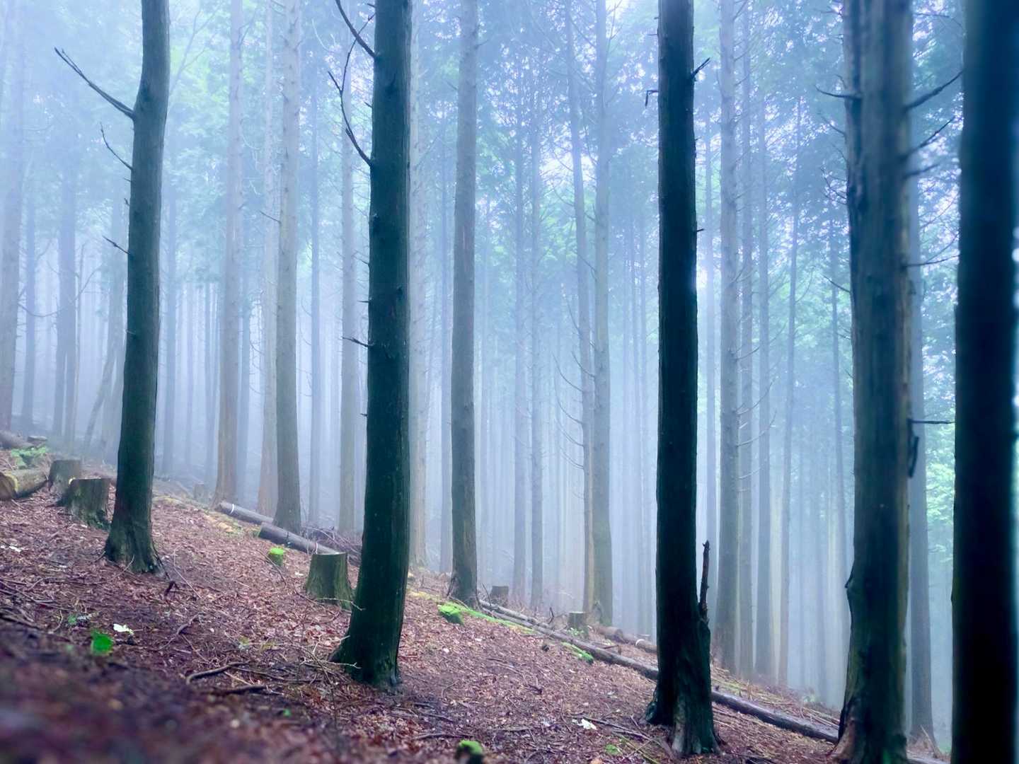 また霧が。。。