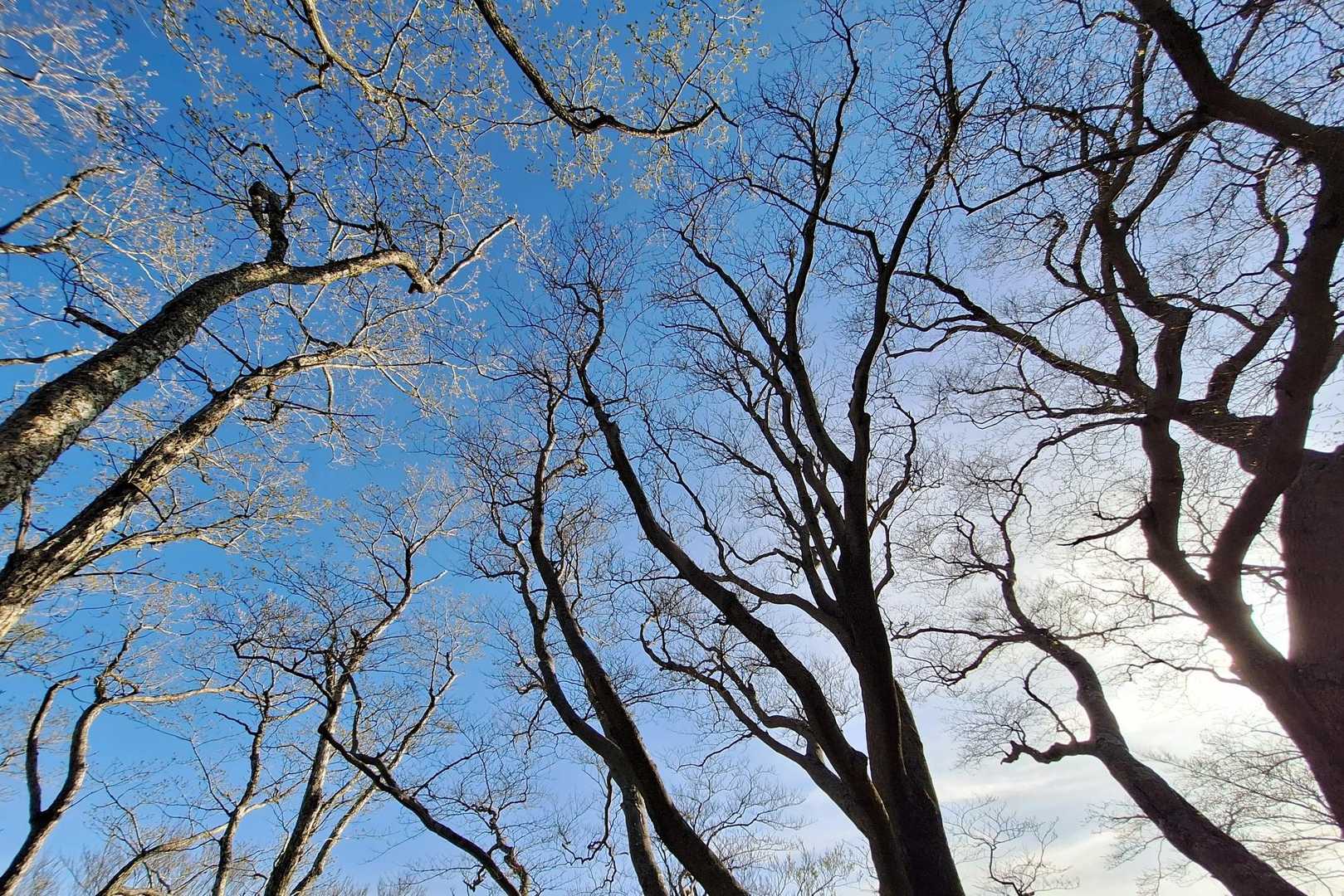 早朝の澄んだ青空
まだ陽が低く、赤みの残った陽射しと相まって素敵ですよね