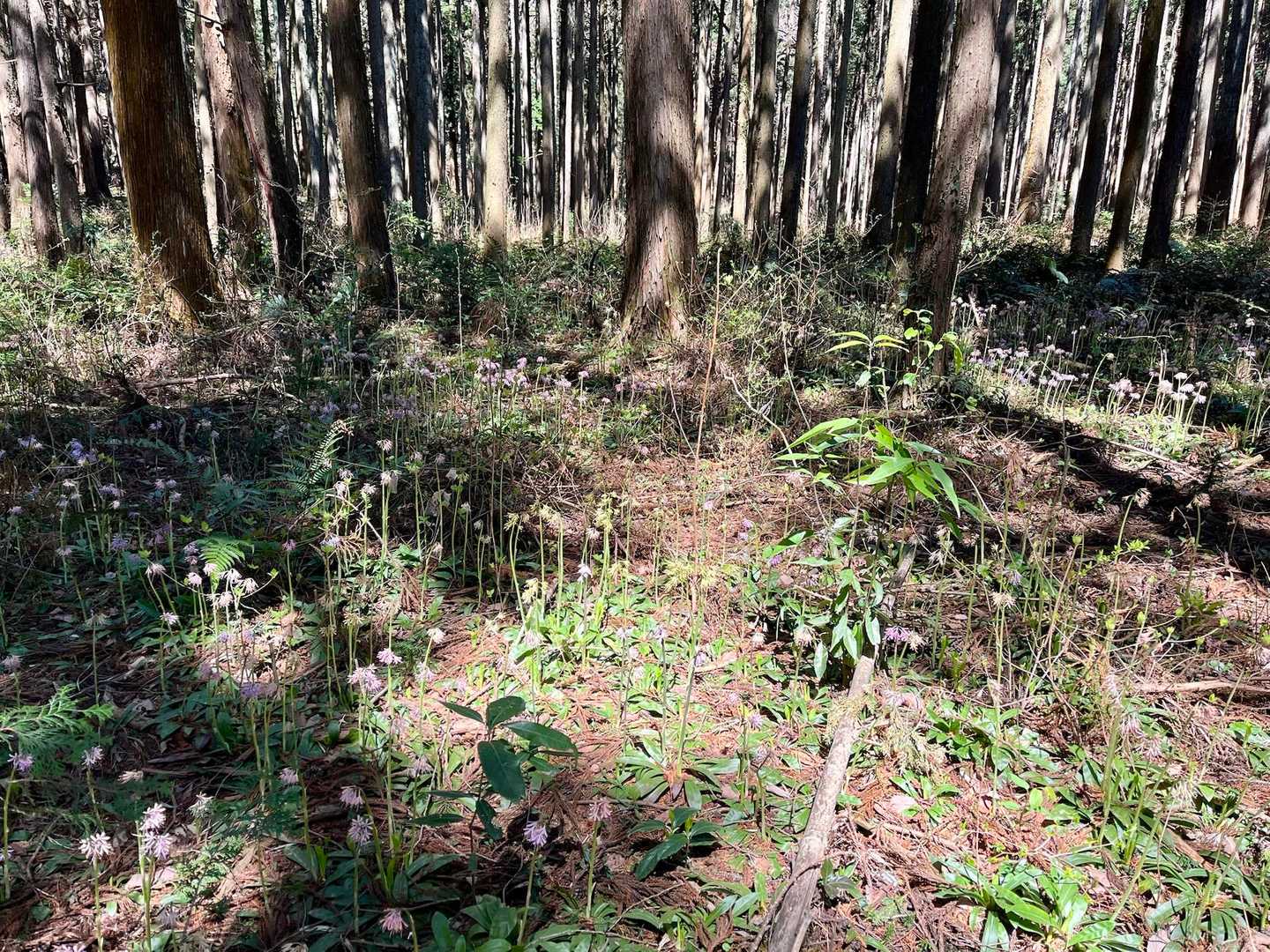 群生地は引きで写真撮ってみるとこんな感じ🤳
よくわからないだろうけど、ずーっと奥まで咲いてるの🌸