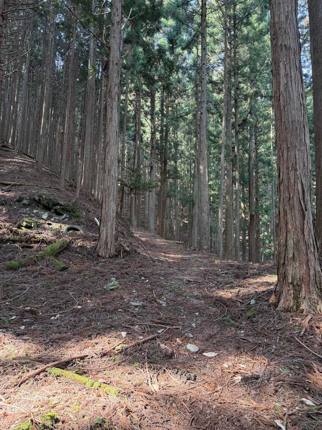 住吉神社横の登山口からスタート
序盤から勾配キツっ💦