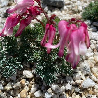 チャーリーブラウン