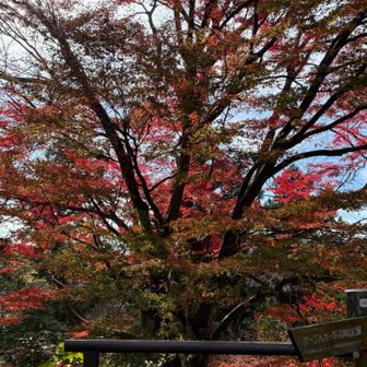 ピークは終わっているけれど、まだ紅葉が残っていた。