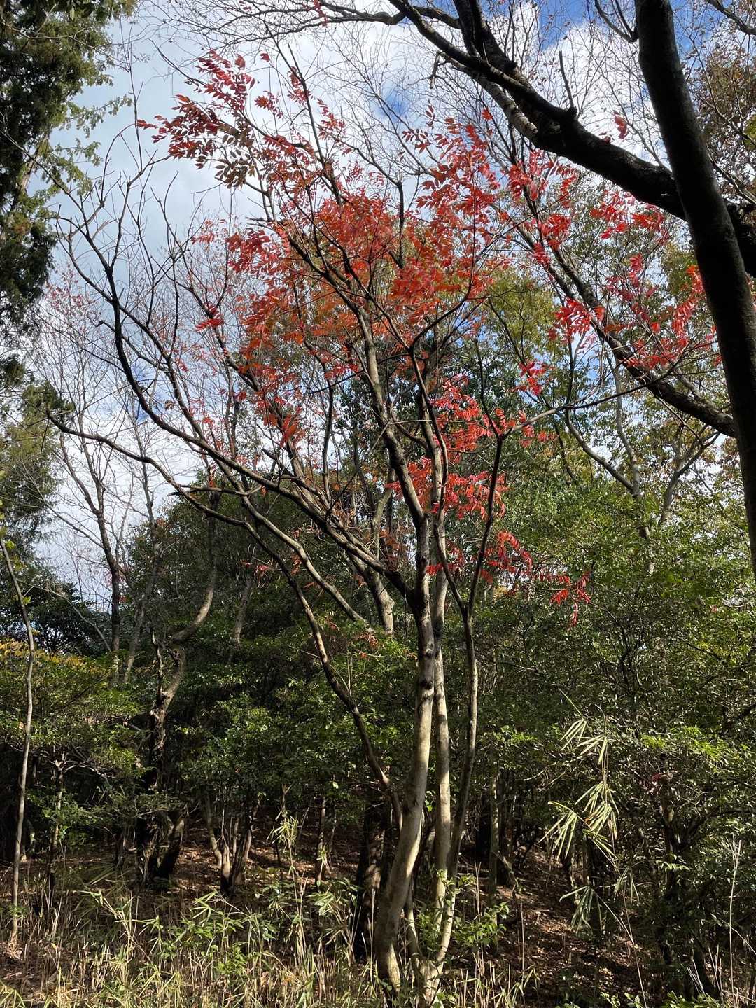 ところどころ紅葉してました🍁
