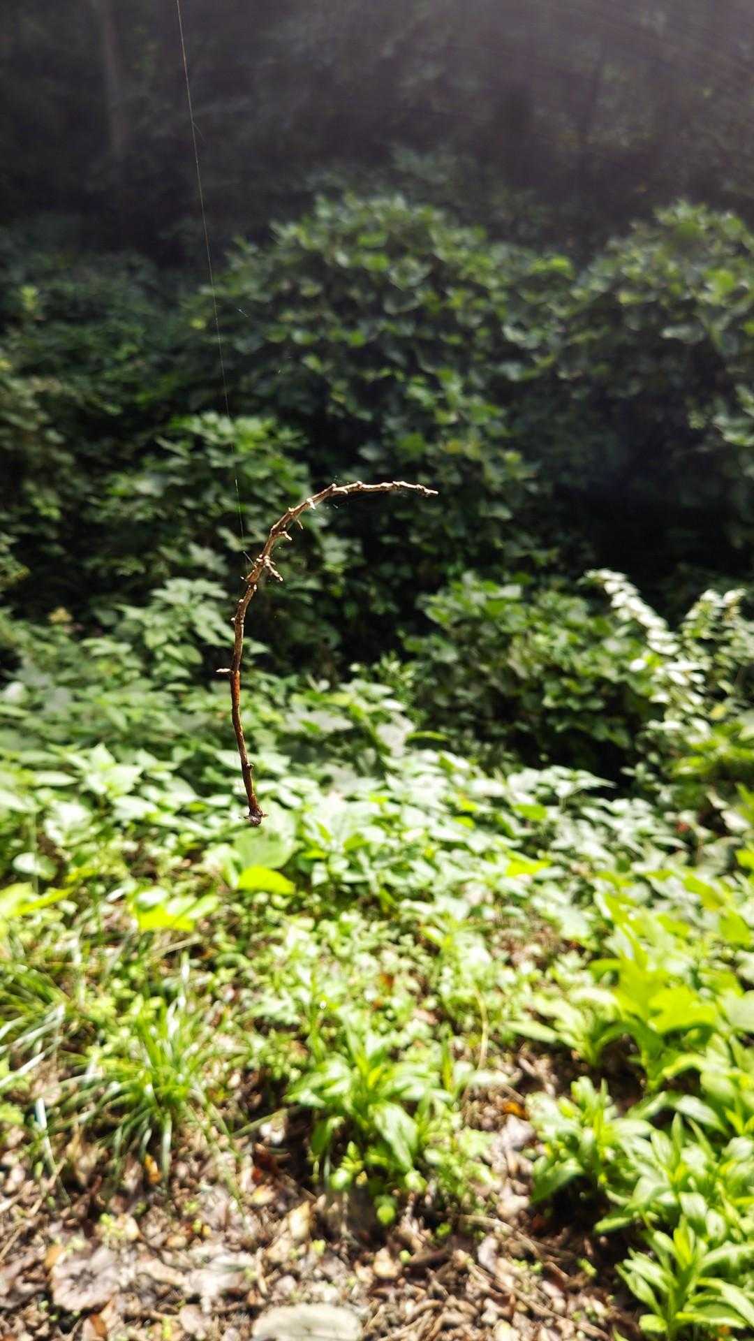 枝が浮いてる(笑)
これから始まる蜘蛛の巣地獄💦