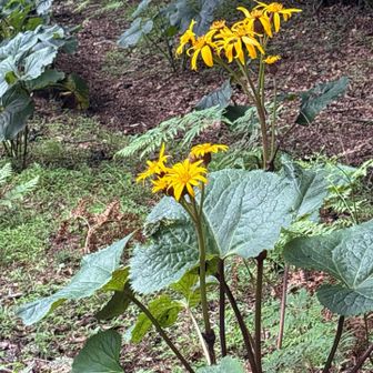 マルバダケブキ　夏の花であまり好きじゃないですが他に花が咲いてないので癒されました😆