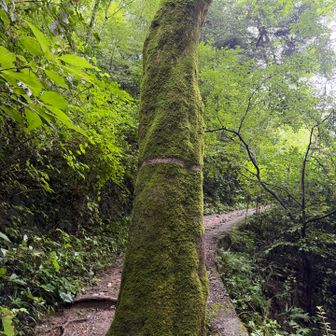 苔だらけの大木。
曇りの日にはイイ感じに見える。