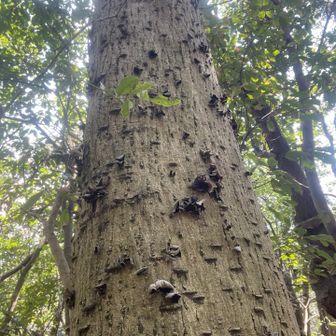 キクラゲの群生地も🍄‍🟫