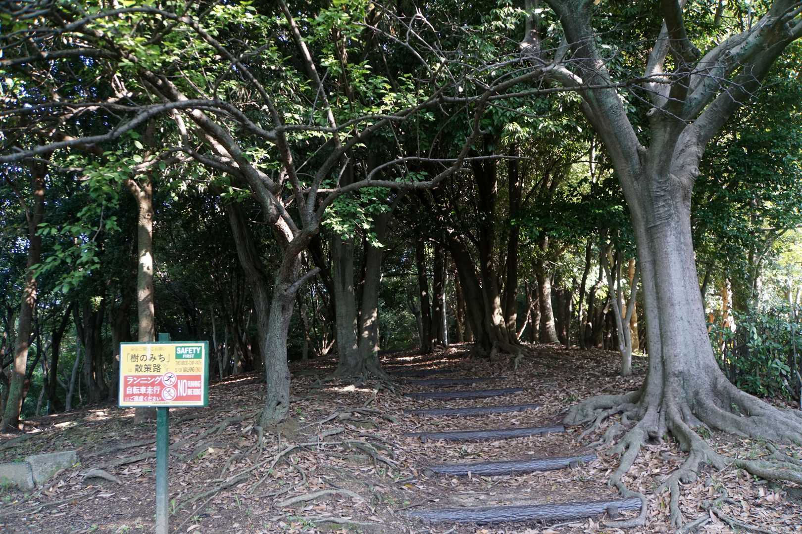 ここから尾根の急登が始まる😋