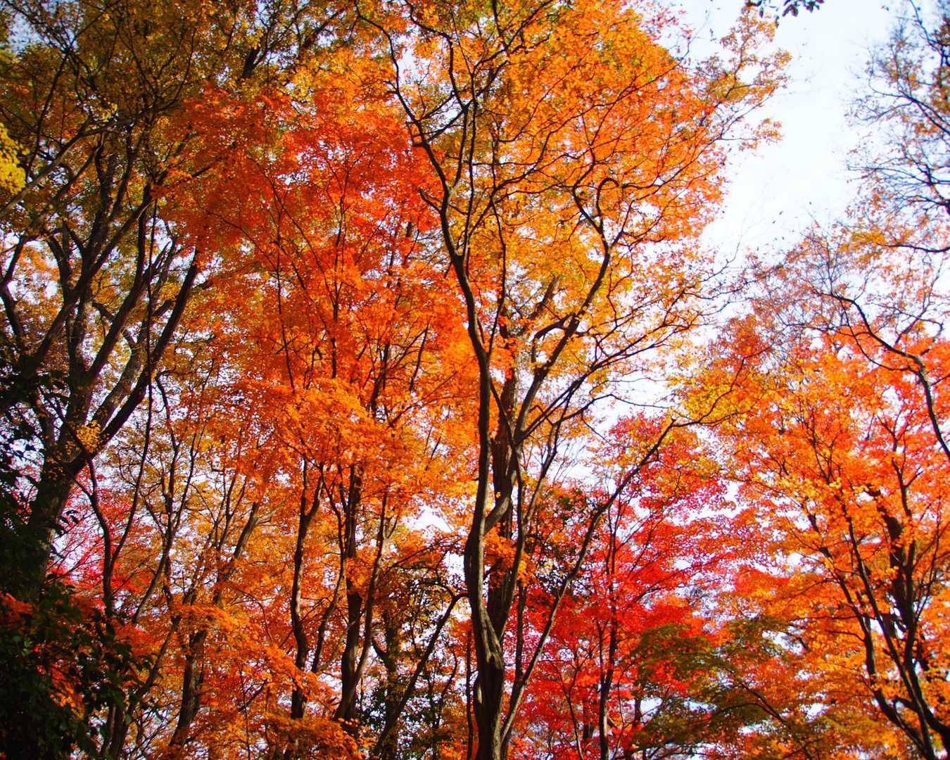 小谷山 往復コースの写真