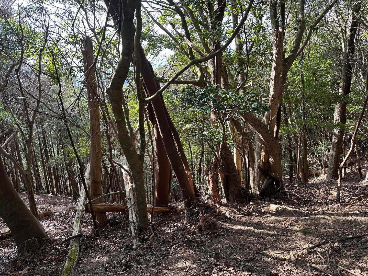 登る時にスルーした山小屋跡
これが山小屋の残骸なのかな？