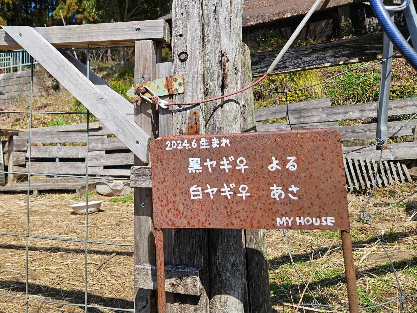 まずはMY HOUSEのやぎさんにごあいさつ🐐