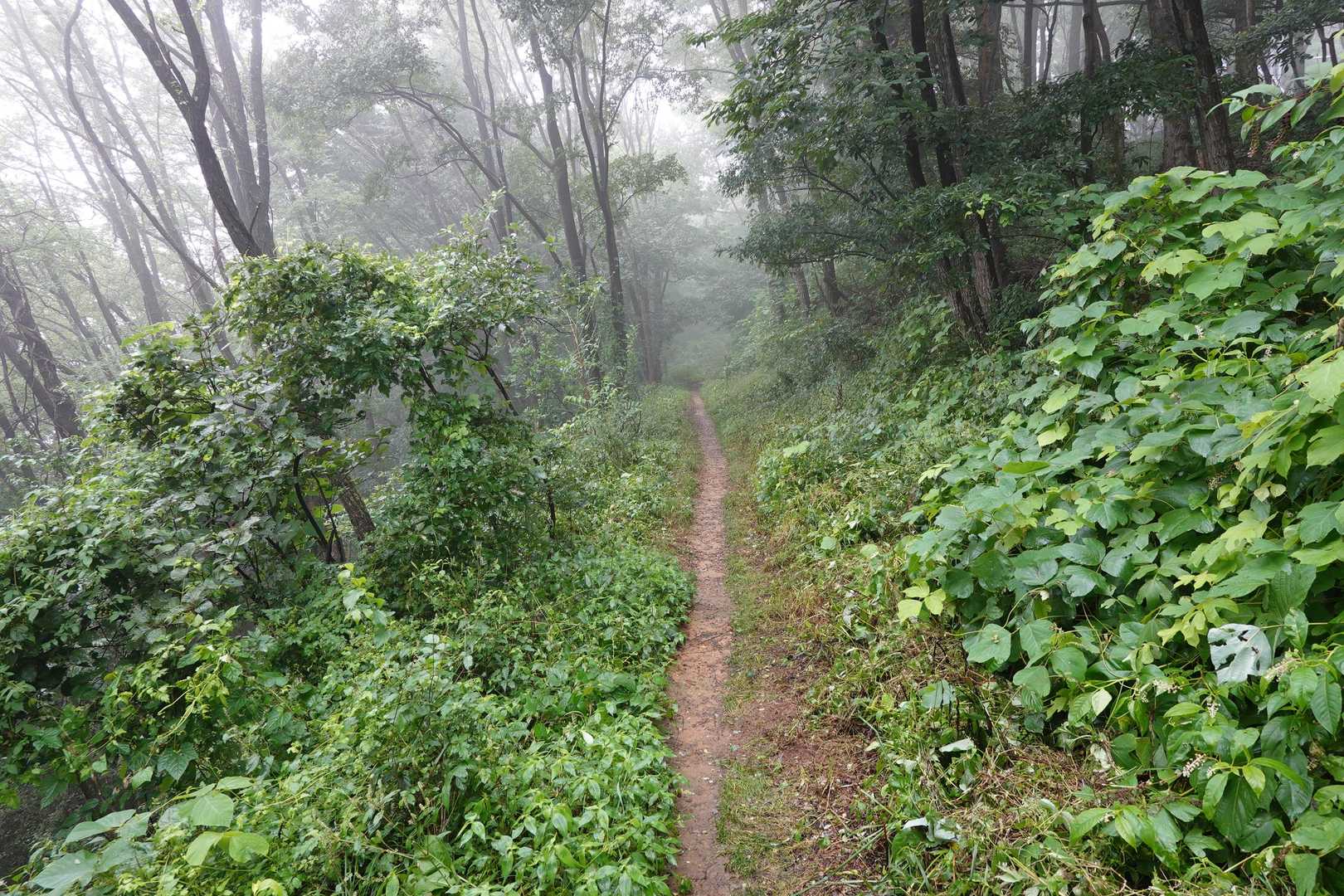 鳥居山はこの少し先
茂みの中でした
ピーク付近で折り返します