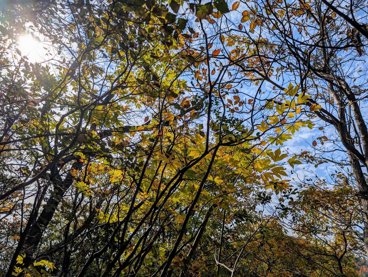 青空とシロモジの紅葉