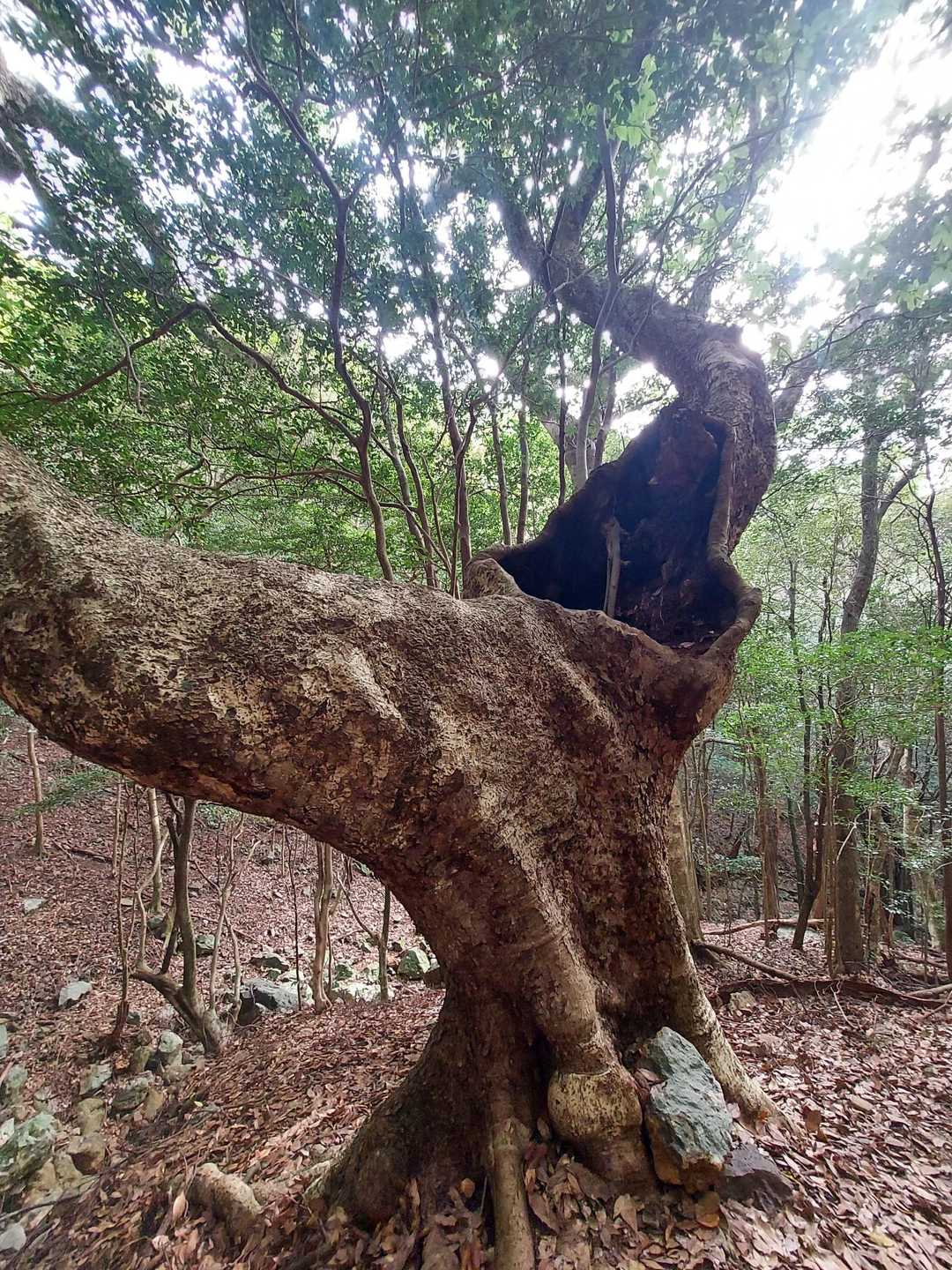 おもろい木