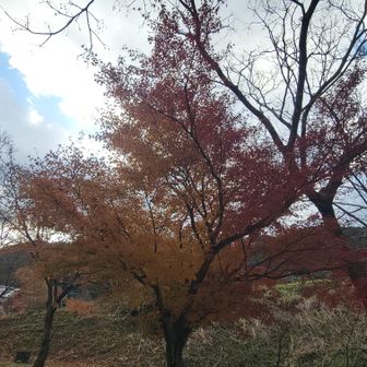 紅葉も終わってます