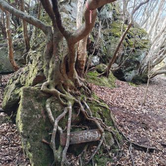 登頂🙌下泉水山 1296M
アユタヤを彷彿とさせる標識
