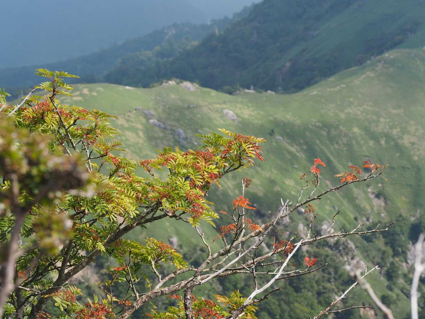 見ノ越登山口-ジロウギュウ峠-次郎笈 往復コースの写真