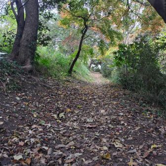 すっかり秋になりました。