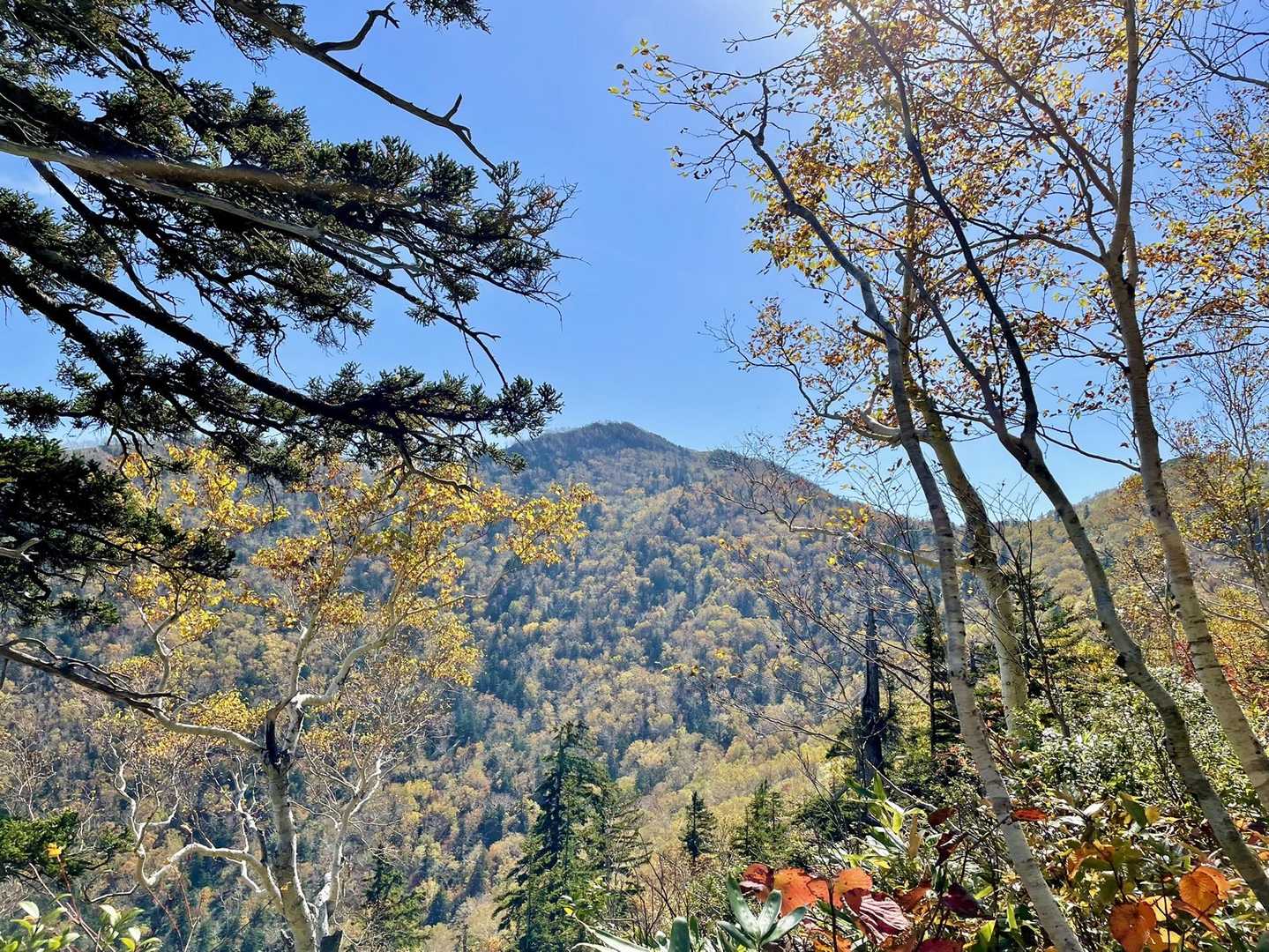 だいぶ下りてきました！
あの山が富良野西岳⛰