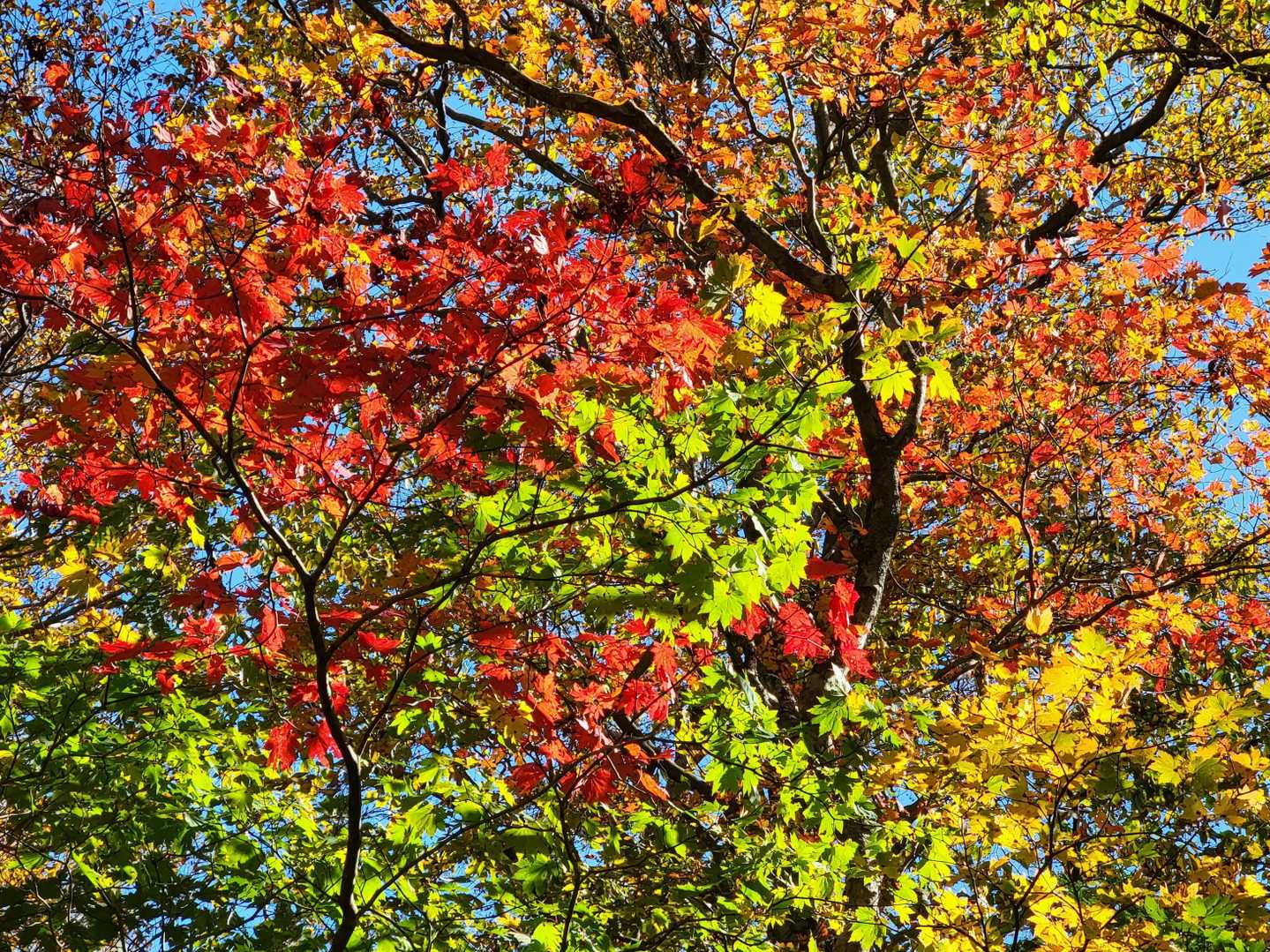 この辺から紅葉が鮮やかに