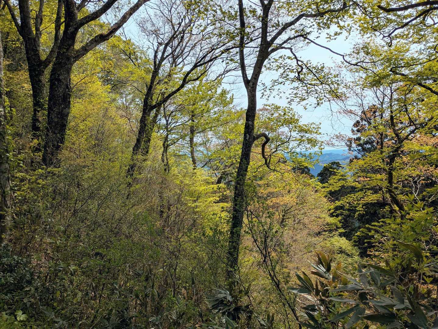 芽吹きの💚💛