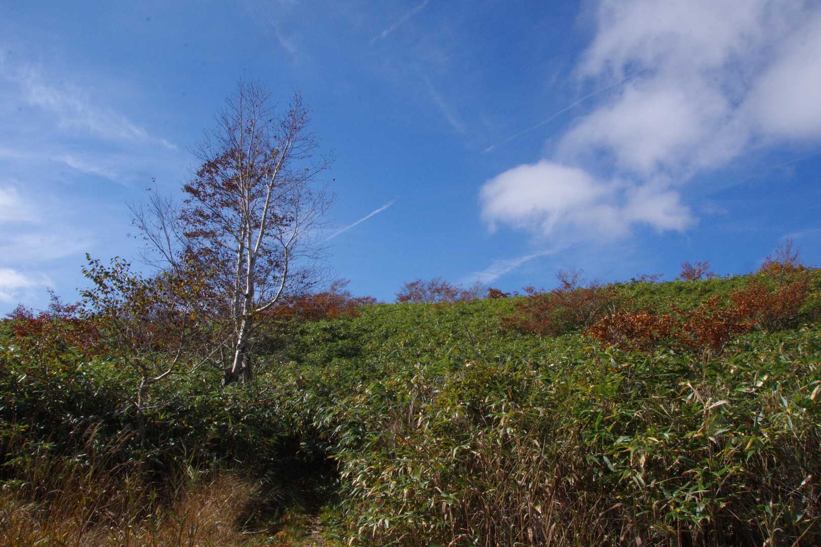 最後の笹を抜けたら、山頂です。
熊、そっち、居ないよね^^;
電子ホイッスル、もう、押しっぱなしで、進みます！