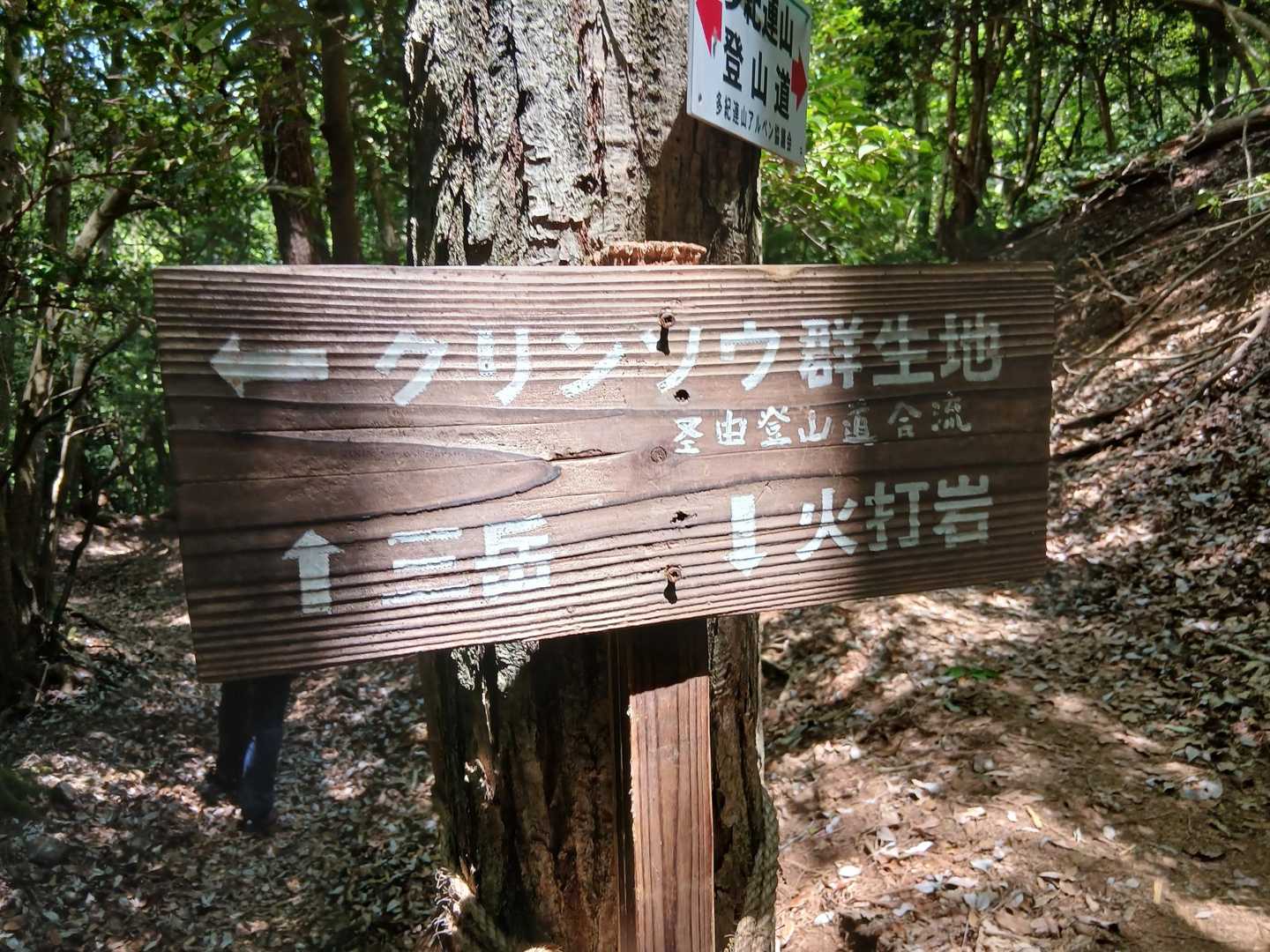 クリンソウ群生地に寄り道