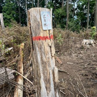 瀬戸谷の高も伐採されており、山名板は見当たらなかった