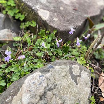 タチツボスミレ🪻らしい