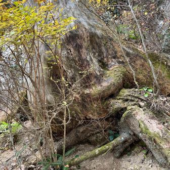 大きな岩かと思ったら大きな木の根っこでした😳