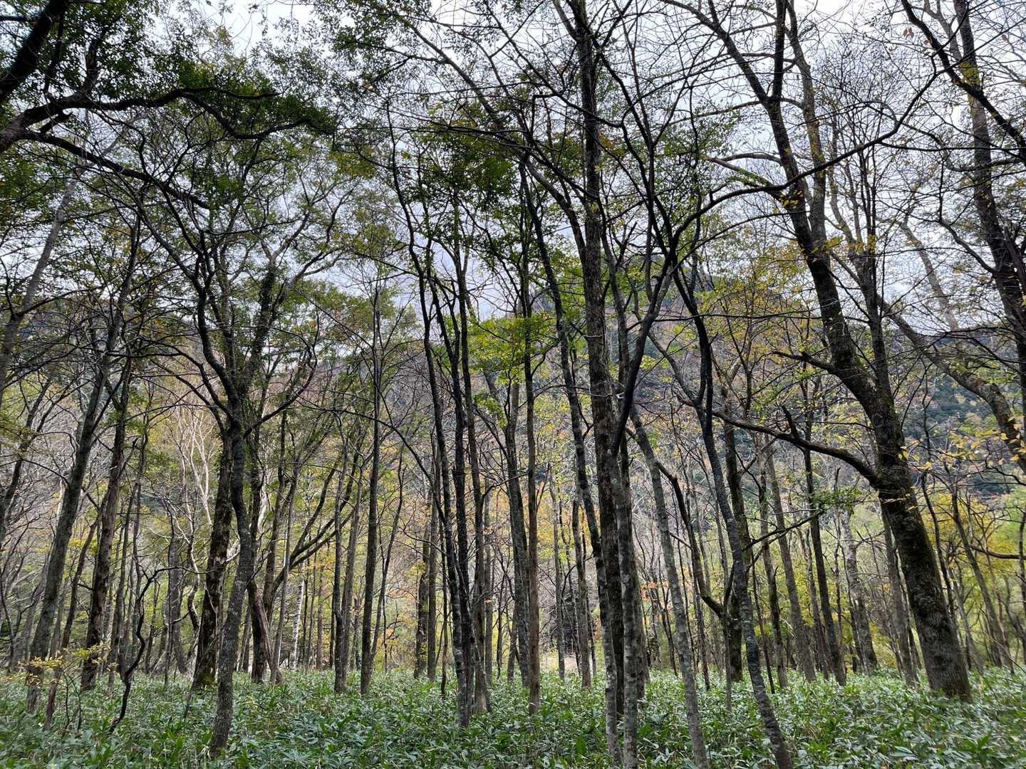 大正池バス停-大正池-大正池-田代池-上高地西穂高岳登山口 縦走コースの写真