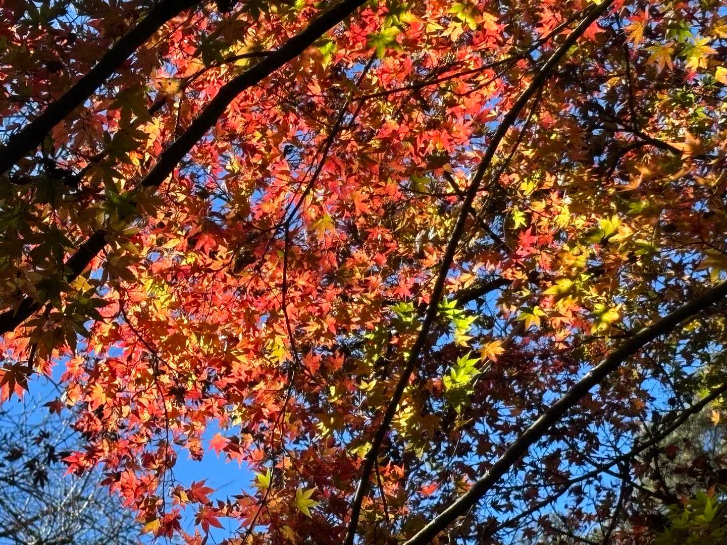 ここの紅葉は見頃