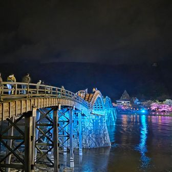 錦帯橋の桜も満開を迎え、家族や友人、同僚と桜を楽しむ花見客🫠