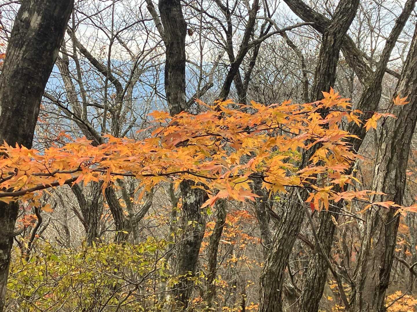氷上山 往復コースの写真