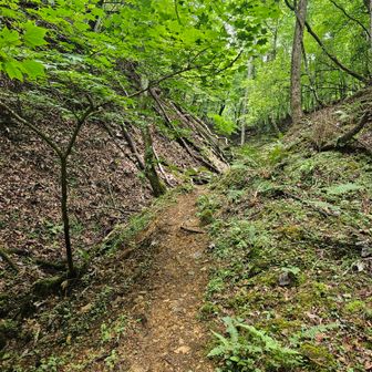 ピストンで下山
岩や濡れた木の枝は、ツルツル滑る💦