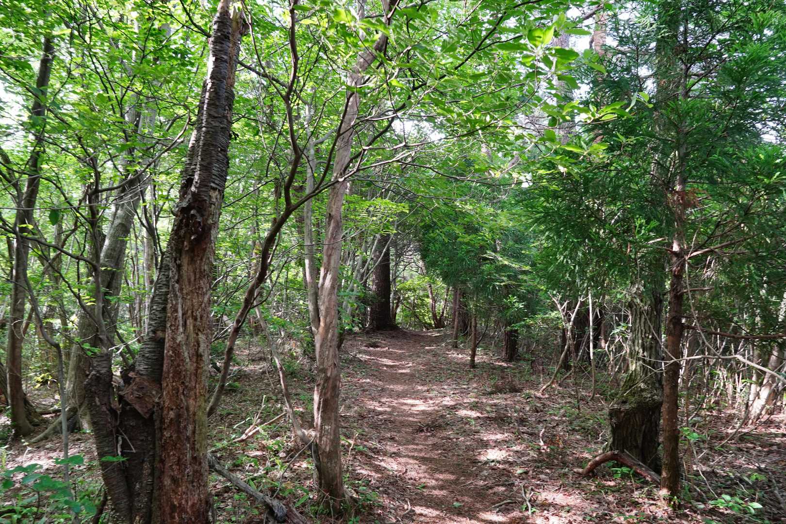 ところが立ち止まる度に蚊の襲撃🦟🦟🦟
下山後に見たらふくらはぎに10箇所