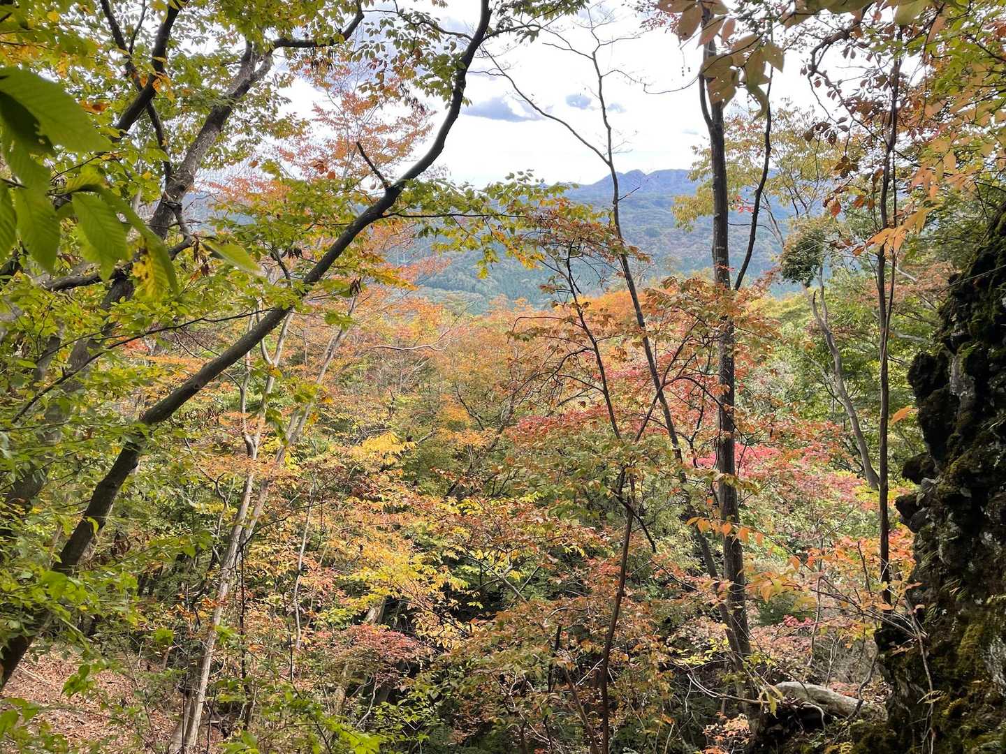 紅葉が綺麗な場所ありました📸
