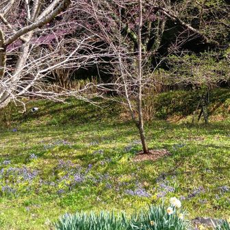 小さなお花もすてき