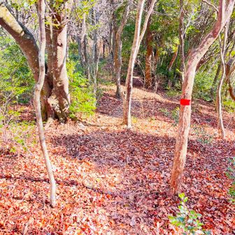 さぁ、もみじ谷へむかいます