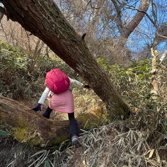 上と下から倒木🪵