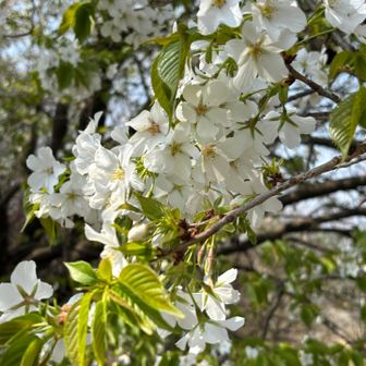 大島桜の花びら