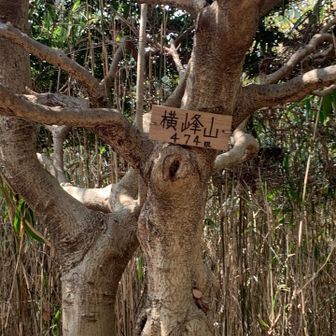 横峰山に到着と言うよりも、通過ですね