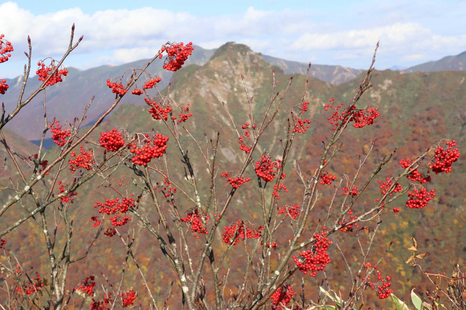 ナナカマド越しの大源太山