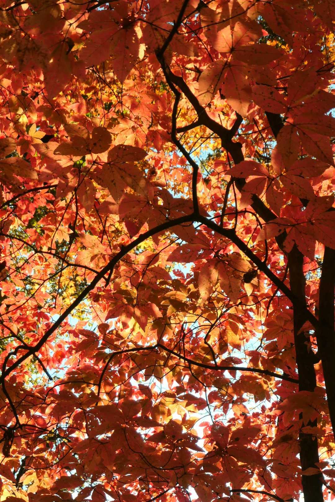 おはようございます☀️🙋‍♀️❗
今年も石尊山の紅葉が気になり来てしまいました❗