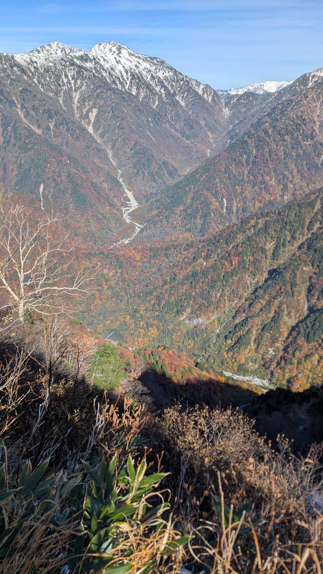 猫又、三段紅葉🟩🟥⬜＆青空🟦