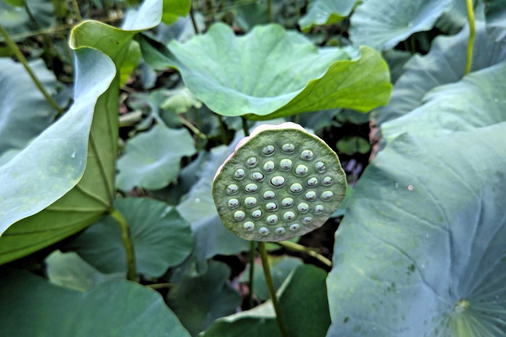 蓮華山 往復コースの写真