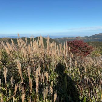 ススキを見ると秋🍂って感じます