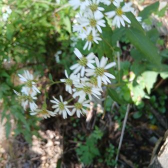 ｢シロヨメナ（白嫁菜）ノコンギク（野紺菊）「野菊」の仲間です｣
AIが教えてくれました
菊なのね
