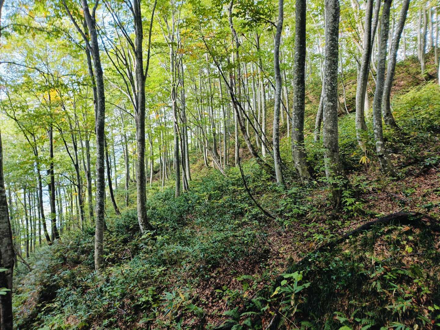 駒ヶ岳登山口-駒ヶ岳-鬼ヶ面山-鋸岳-鋸岳登山口 縦走コースの写真